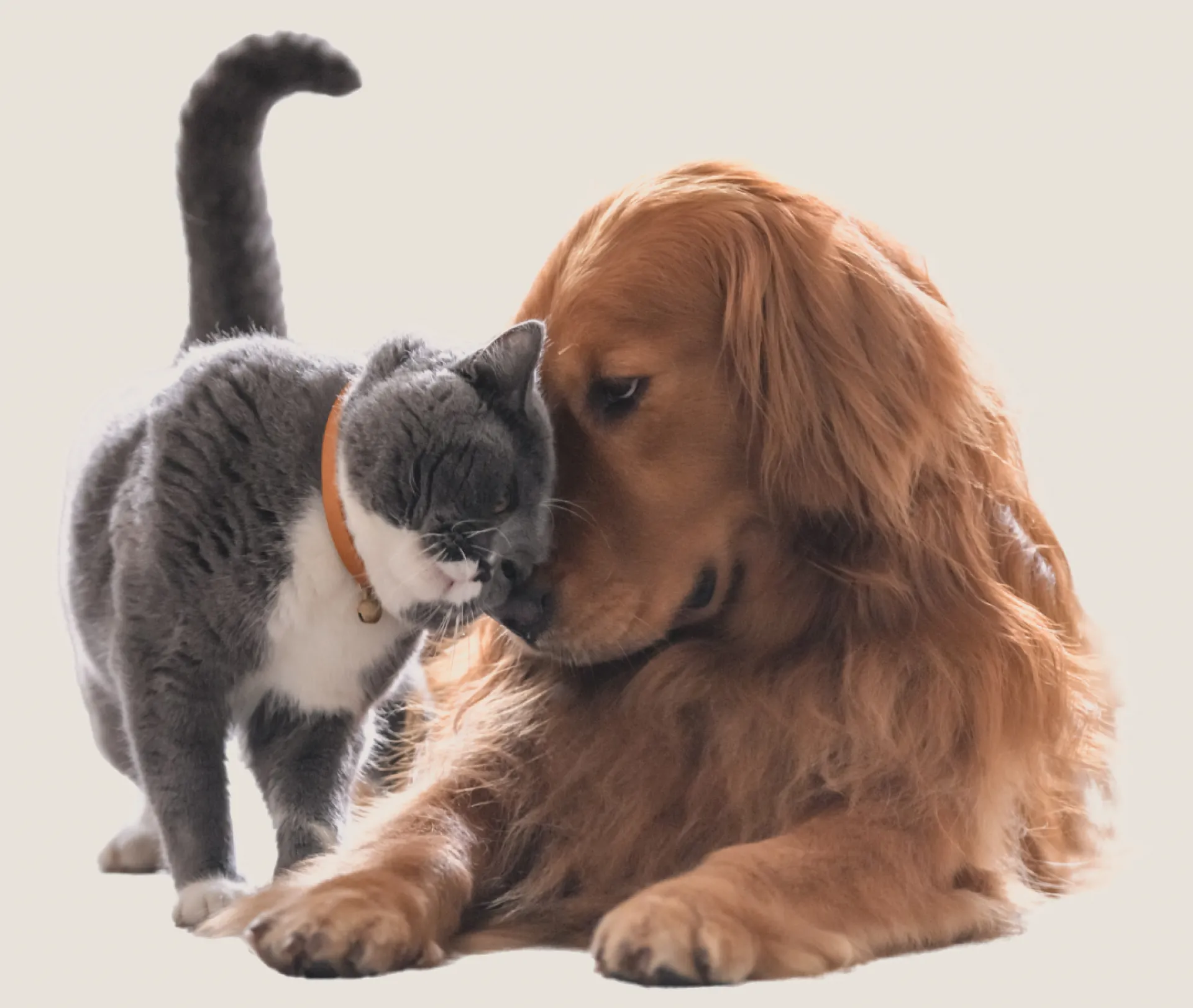 Homestead-pets-love