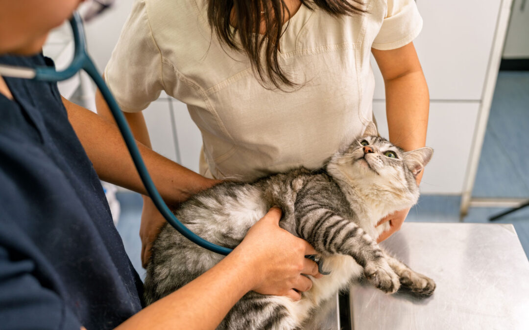 Optimal Pet Wellness Exams in Spencer, IA: A Complete Guide