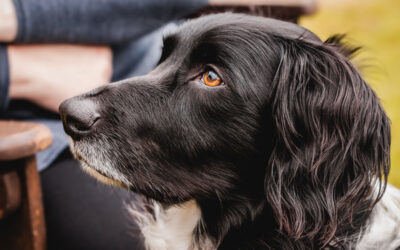 Choosing a Veterinarian in Spencer, IA: Top Tips and Advice