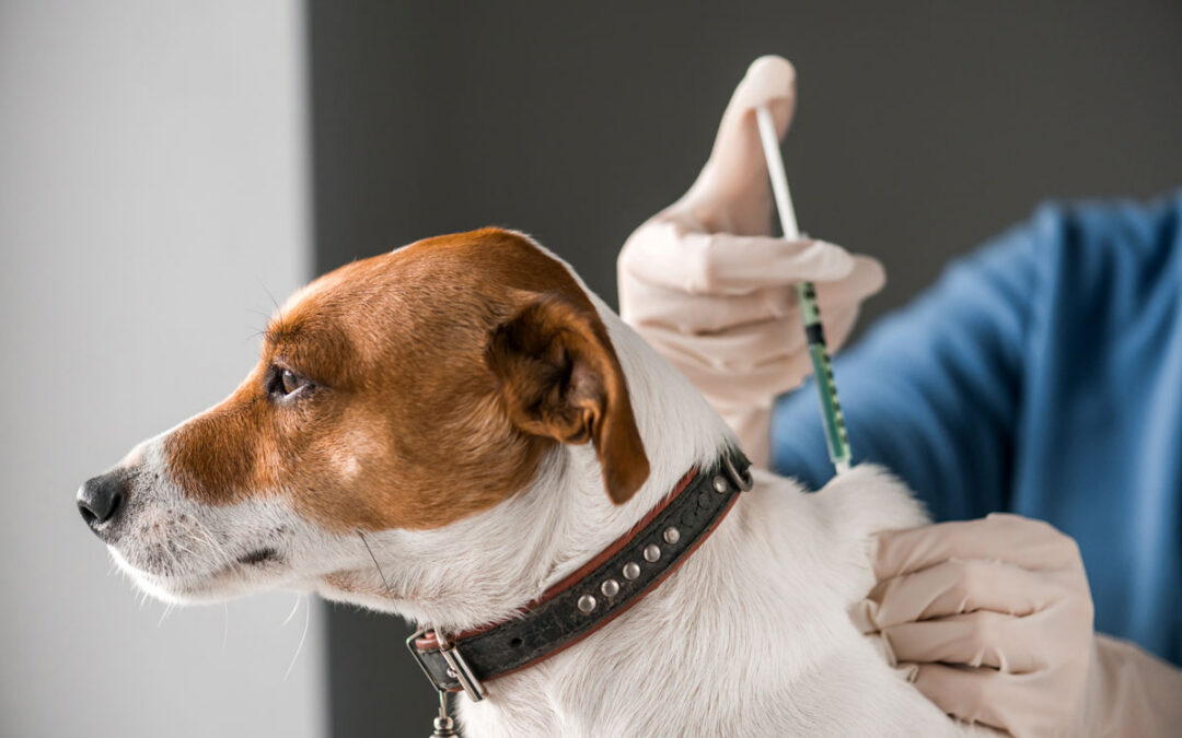A Guide to Pet Vaccinations in Spencer, IA