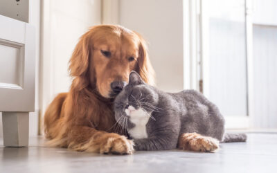 Finding the Best Dog and Cat Veterinarian in Spencer IA