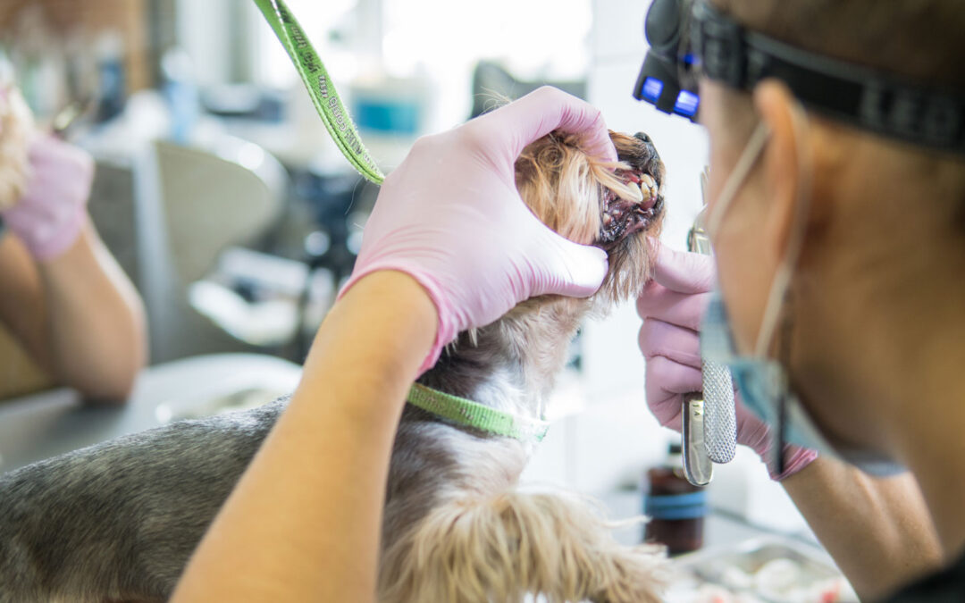 Pet Dental Care in Spencer, IA: How Often Does Your Pet Need It?