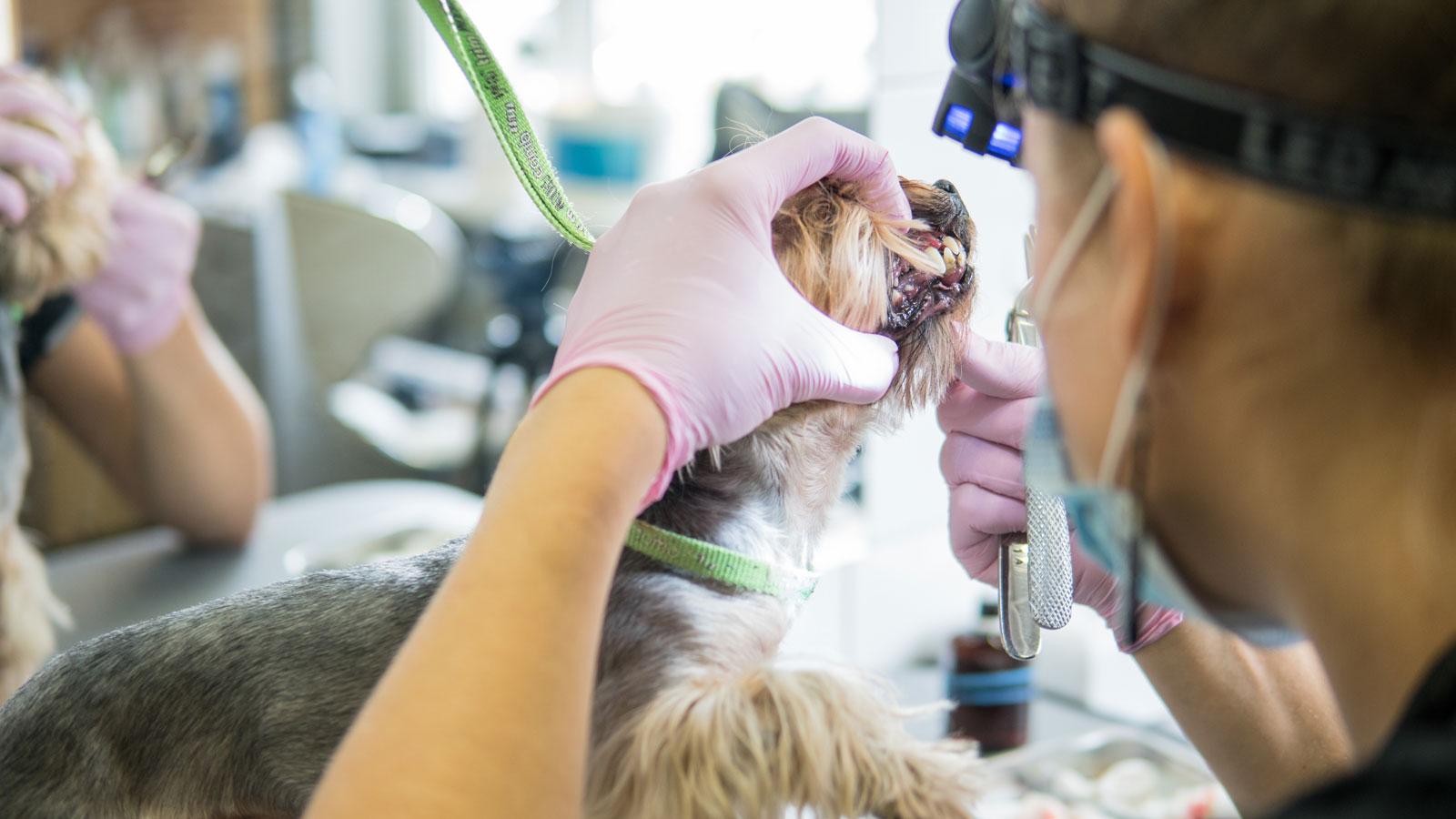 veterinarian-examines-small-dog-s-teeth-in-clinic