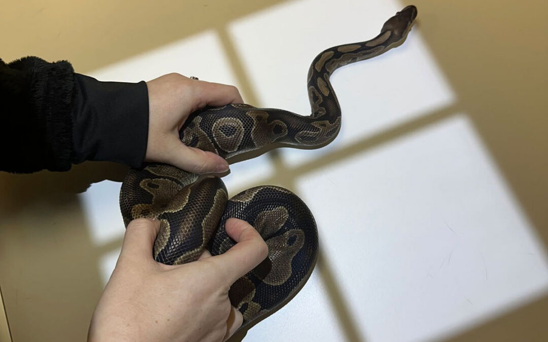 What Issues Does an Exotic Animal Vet in Spencer, IA Treat?