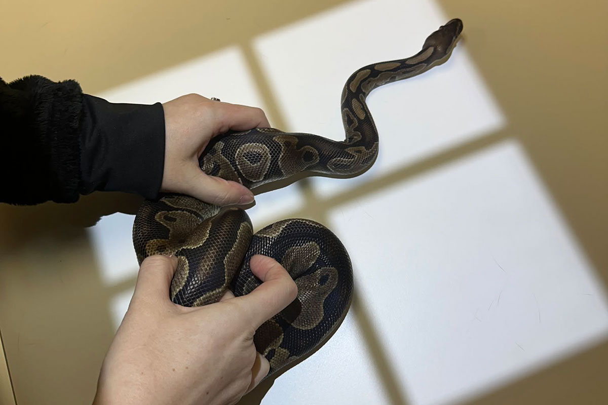 exotic animal vet caring for snake