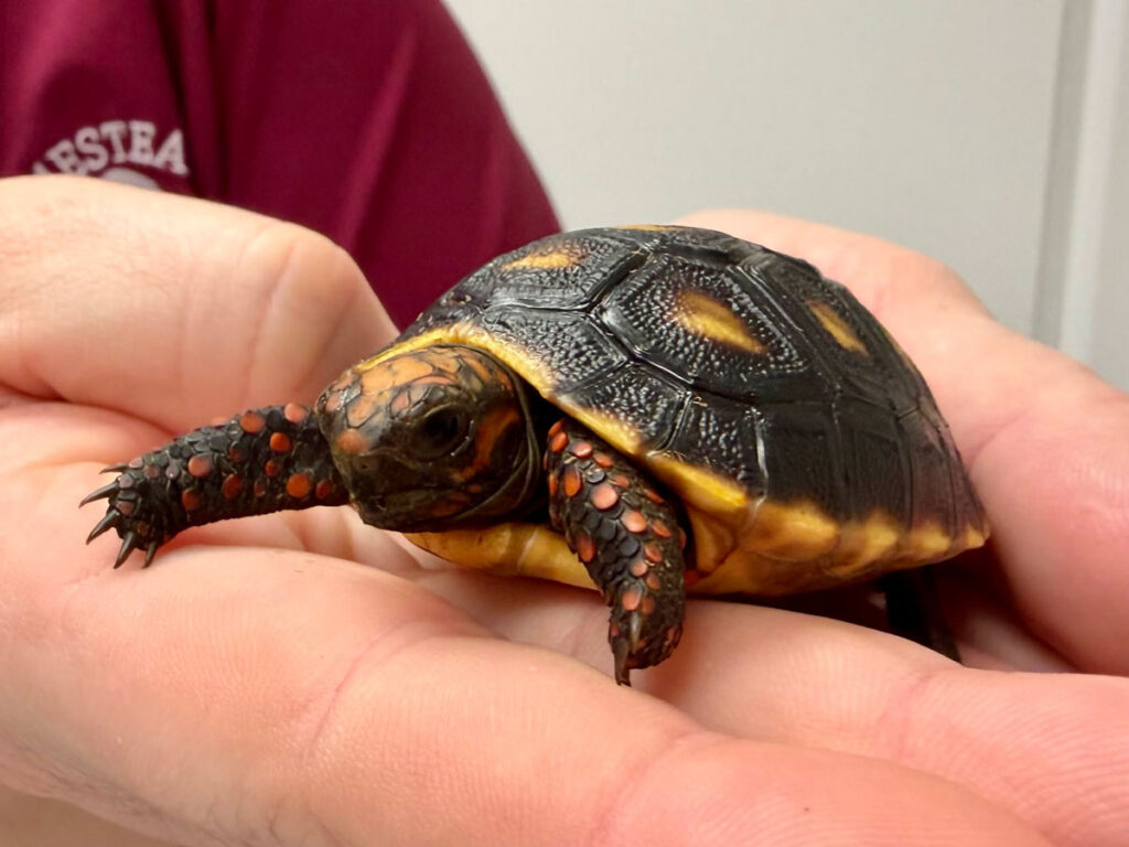 small turtle at the vet