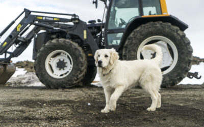 Fall Pet Hazards on the Farm: What to Watch for at Harvest