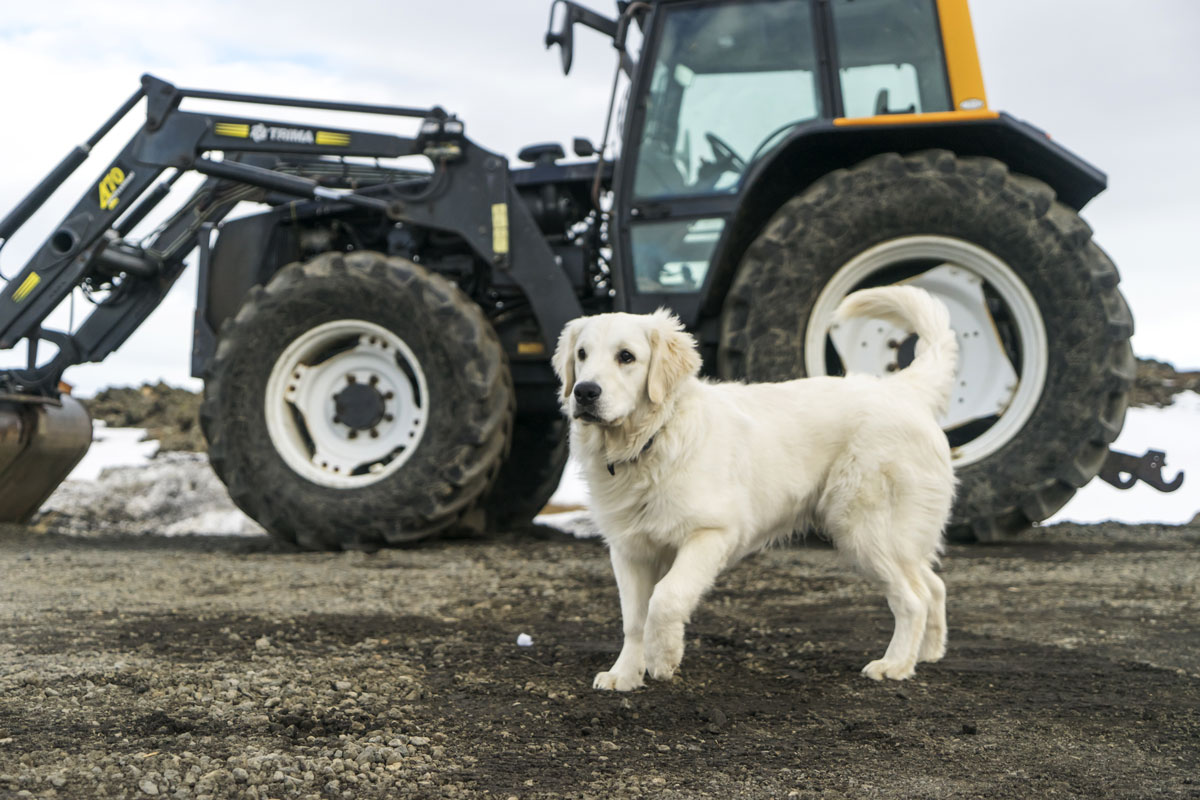 Farm dog beside a combine at harvest, illustrating fall pet hazards in northwest Iowa