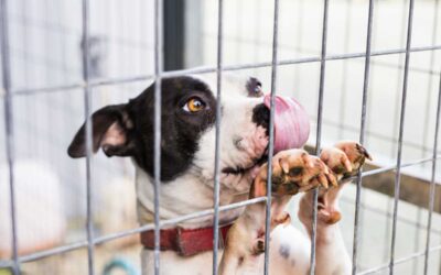 Holiday Pet Boarding: What to Ask Before You Book