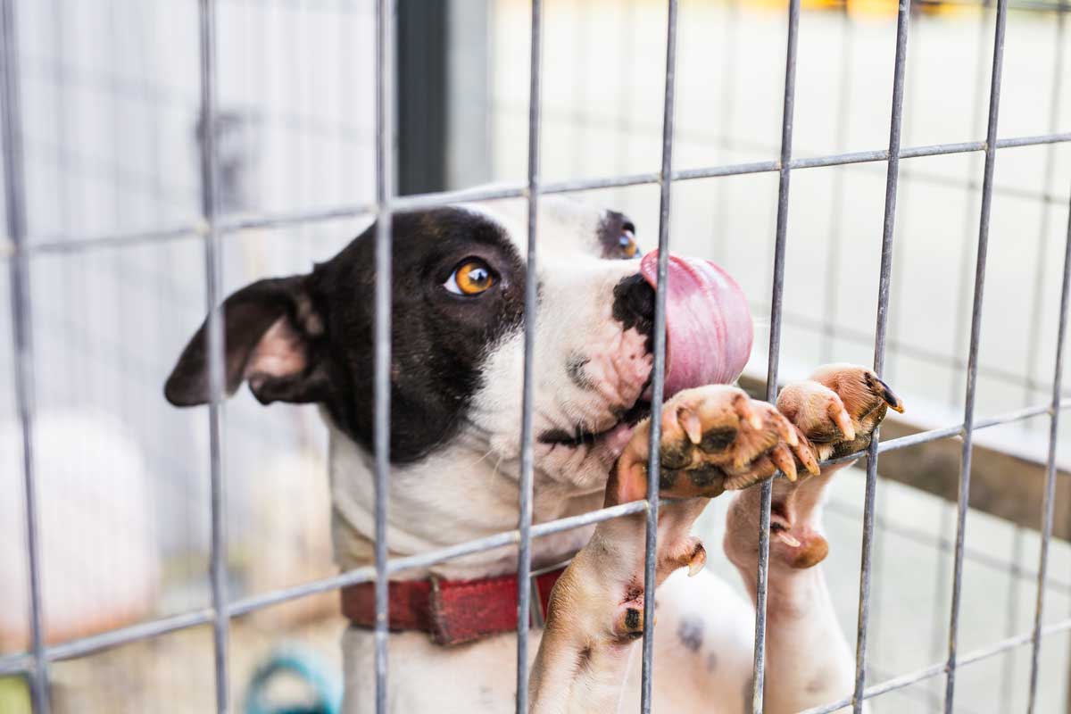 Dog in a boarding kennel run at Homestead Small Animal Practice in Spencer, IA