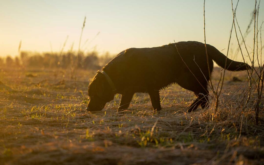Pheasant Hunting Dog Safety: Collapse, Cuts, and Eye Injuries