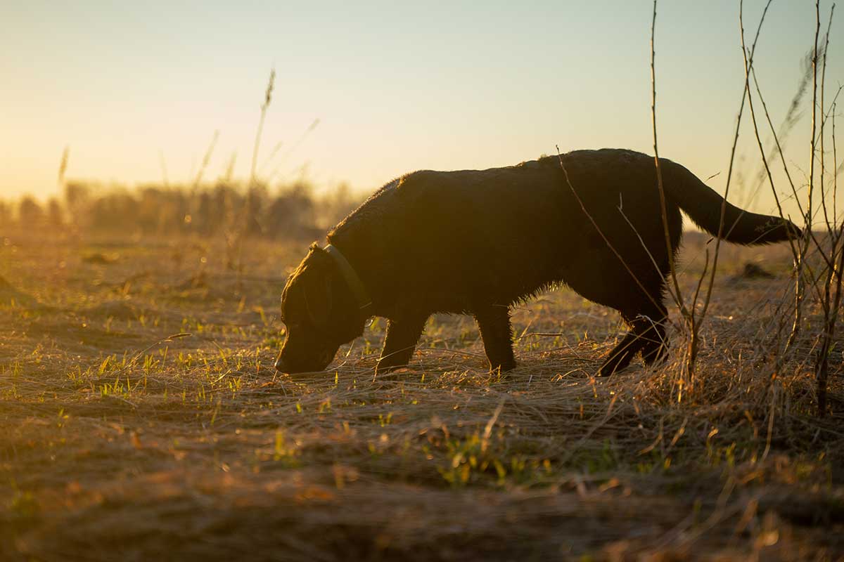bird-dog-pheasant-season-iowa Pheasant hunting dog working CRP grass in northwest Iowa in October